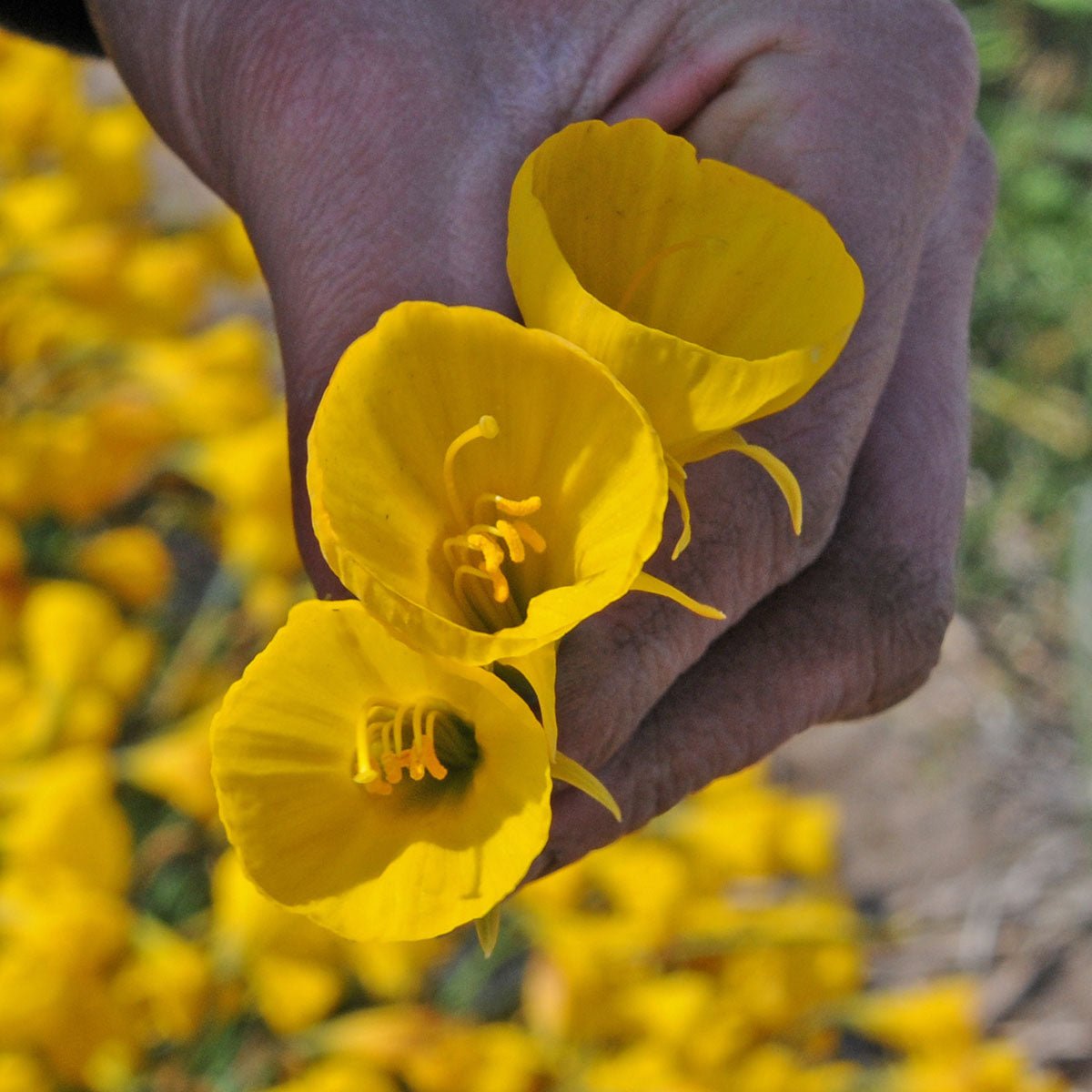 bulbocodium Oxford Gold - Narcissus - Fluwel