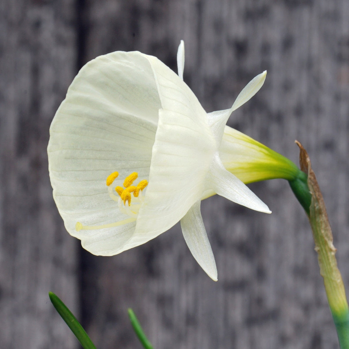 bulbocodium Spoirot - Special Narcissus - Fluwel