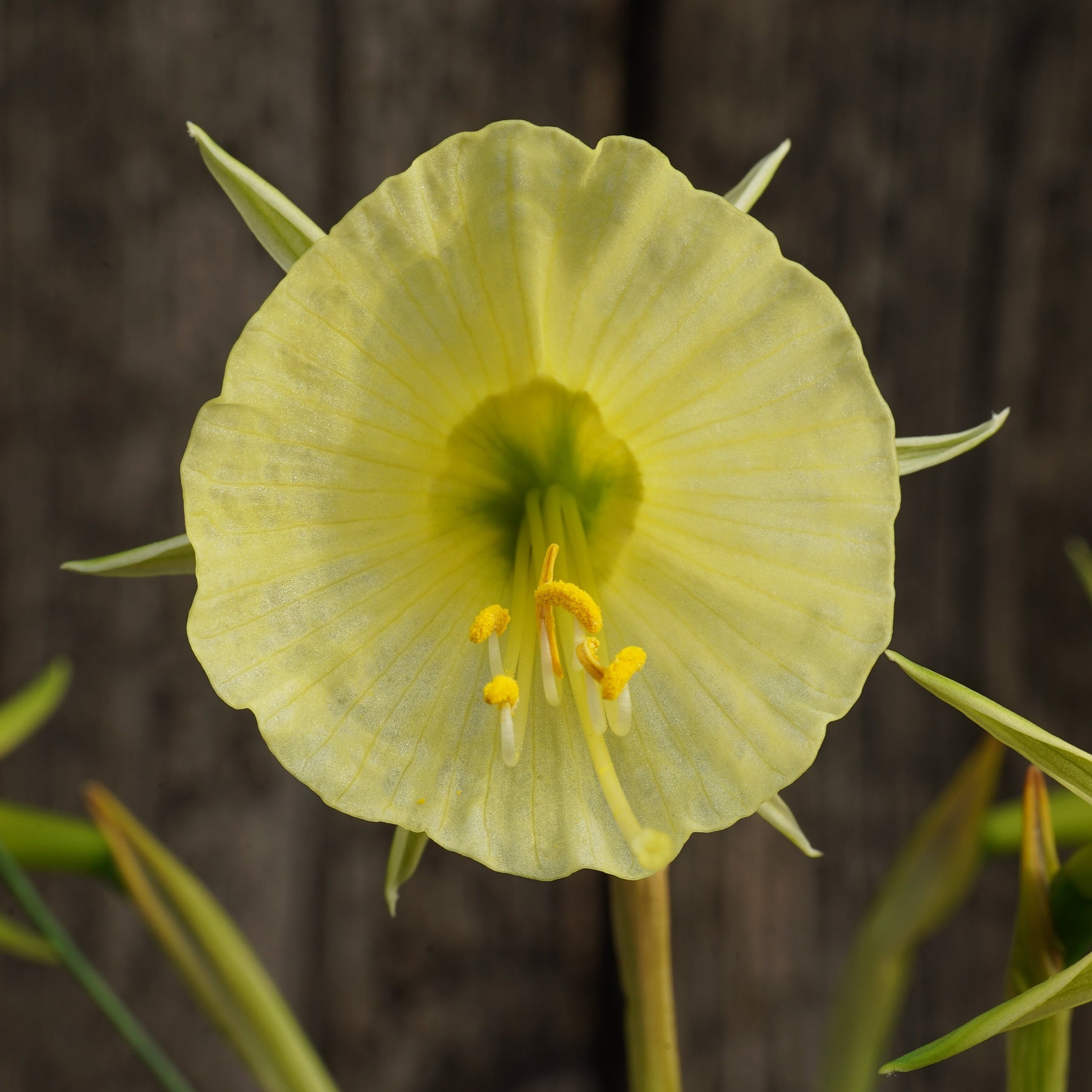 bulbocodium Tiny Tuba - Special Narcissus - Fluwel