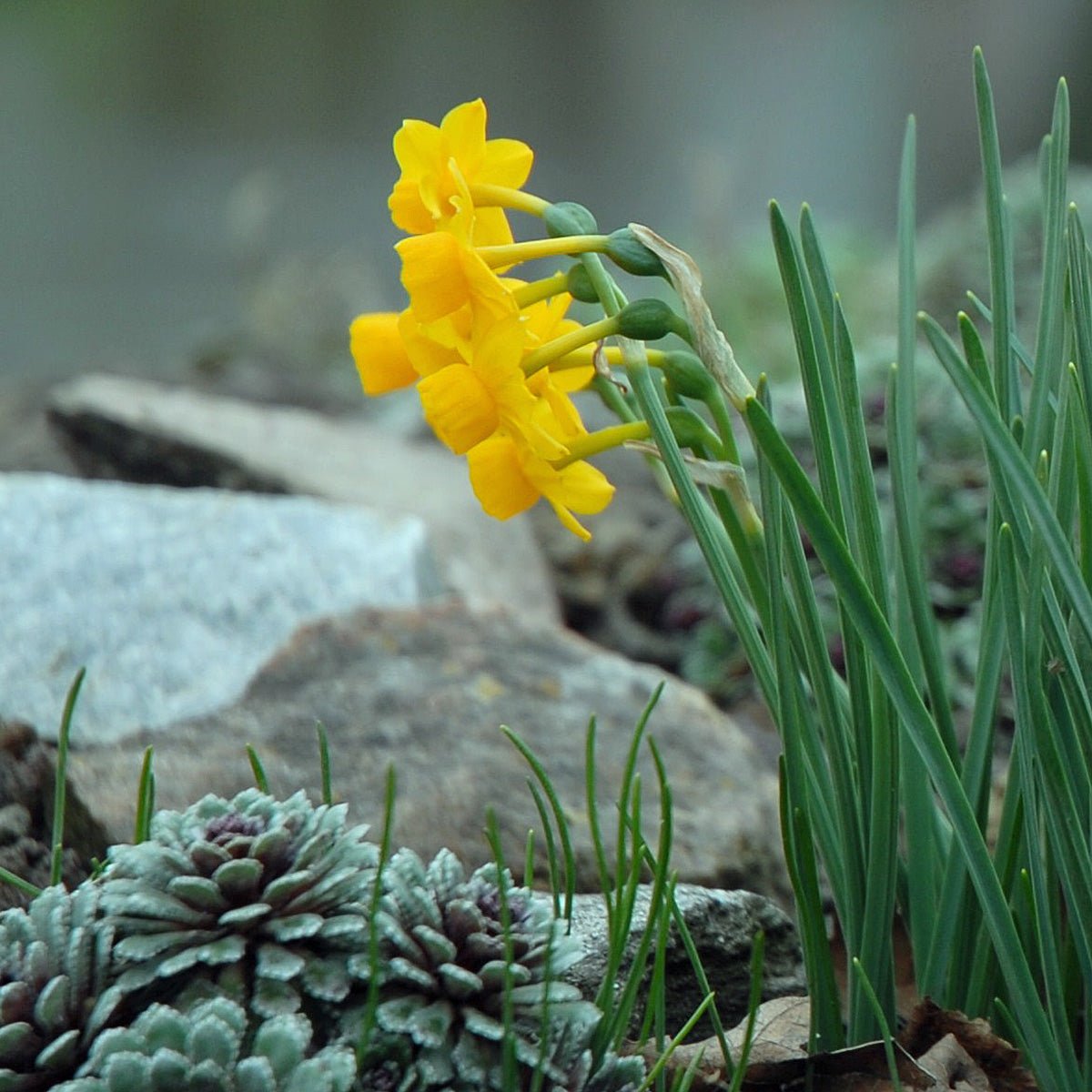 calcicola - Special Narcissus - Fluwel