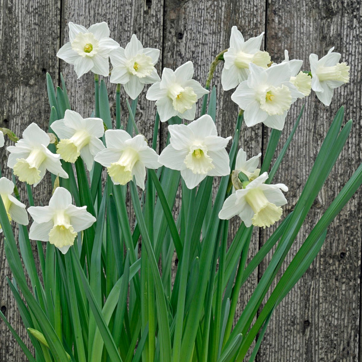 Camborne - Special Narcissus - Fluwel
