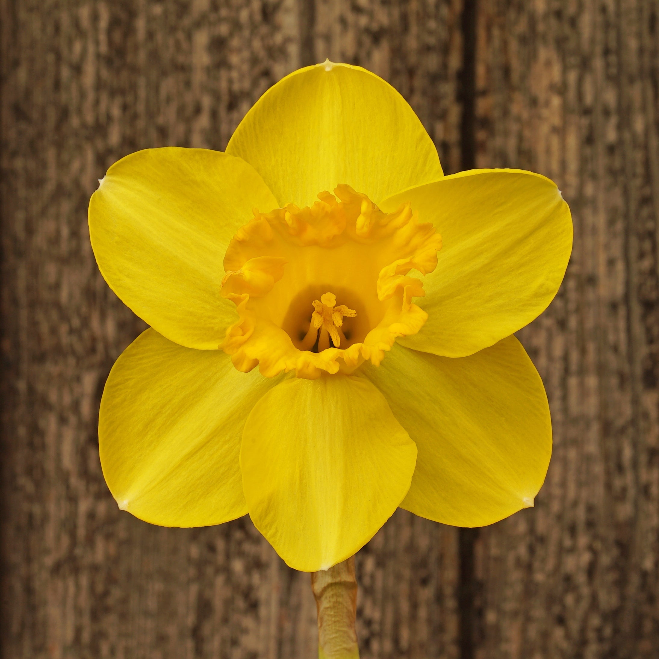 Cameo Gem - Special Narcissus - Fluwel