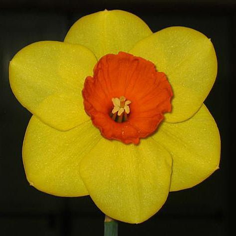 Cameo Joy - geel-oranje-rode Large-cupped narcis - Fluwel