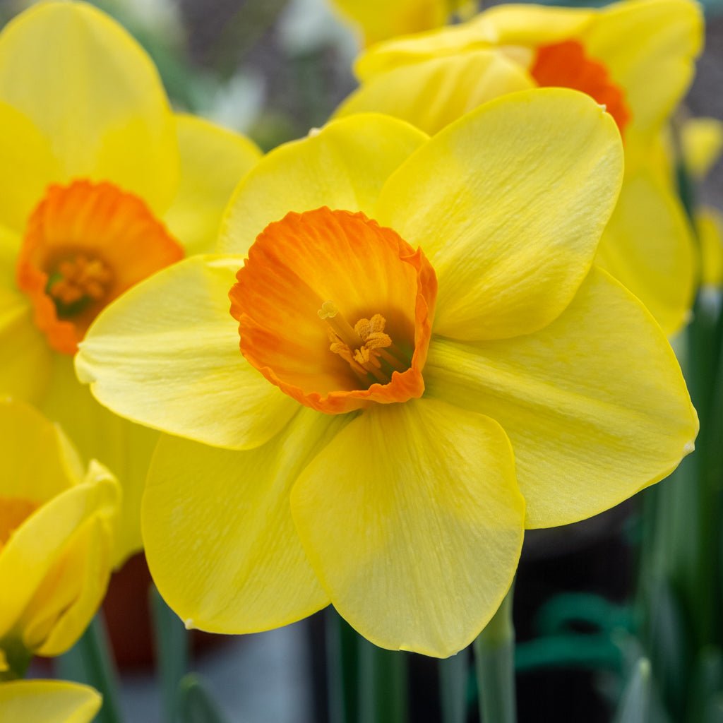 Cameo Joy - Special Narcissus - Fluwel