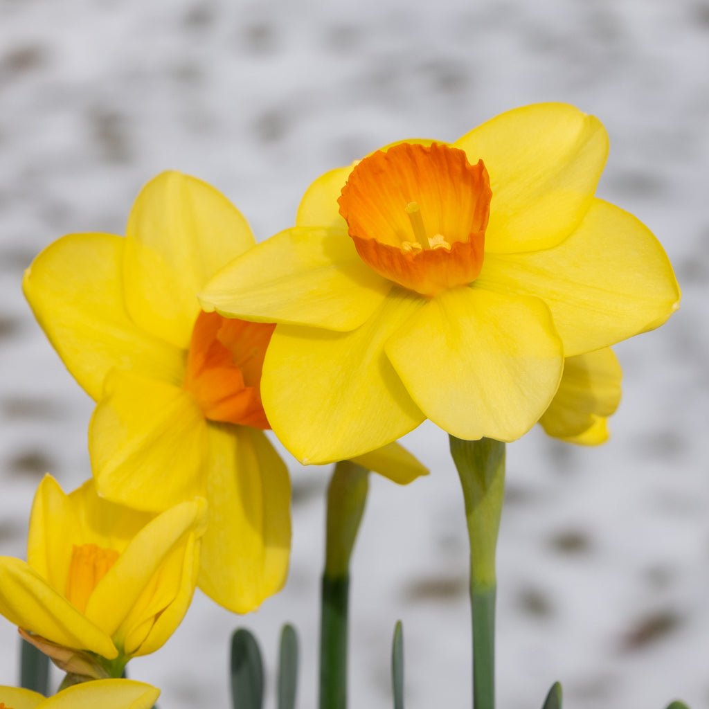 Cameo Joy - Special Narcissus - Fluwel