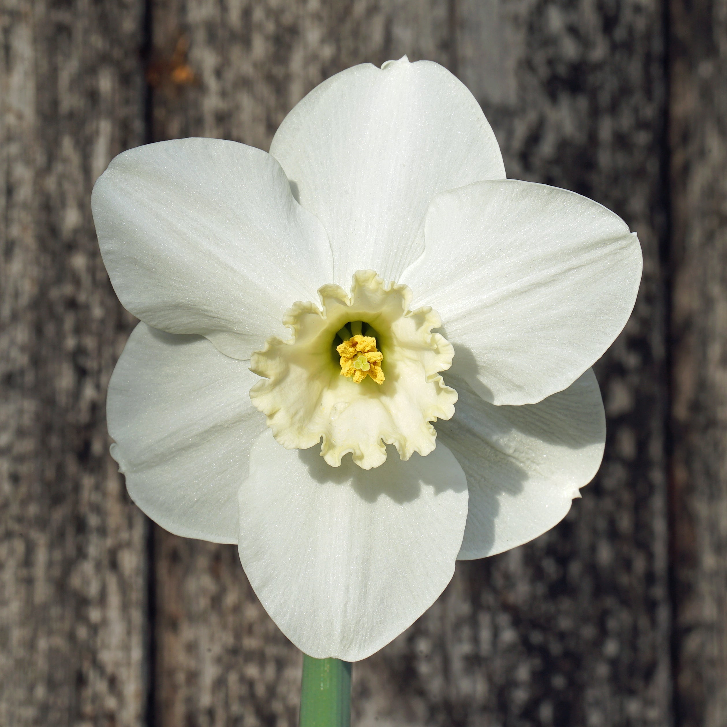 Cameo King - Special Narcissus - Fluwel