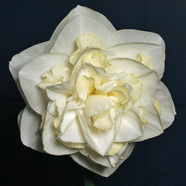 Cameo Magic - Special Narcissus - Fluwel