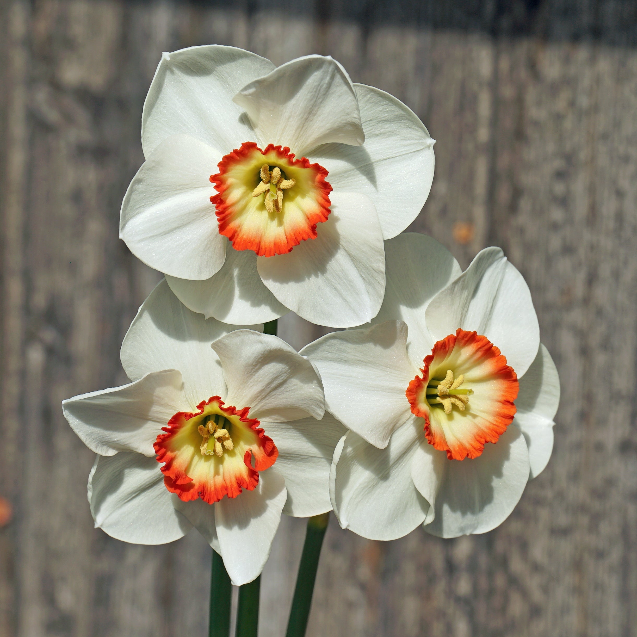 Camilla Clara Kate - wit-oranje-rode Small-cupped narcis - Fluwel