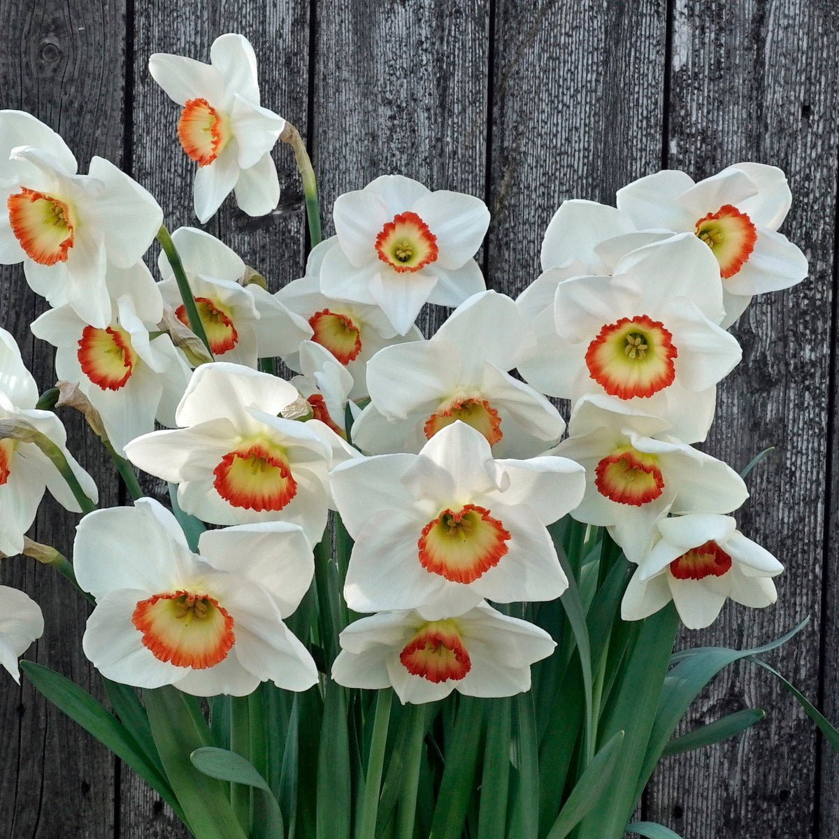 Camilla Clara Kate - Special Narcissus - Fluwel