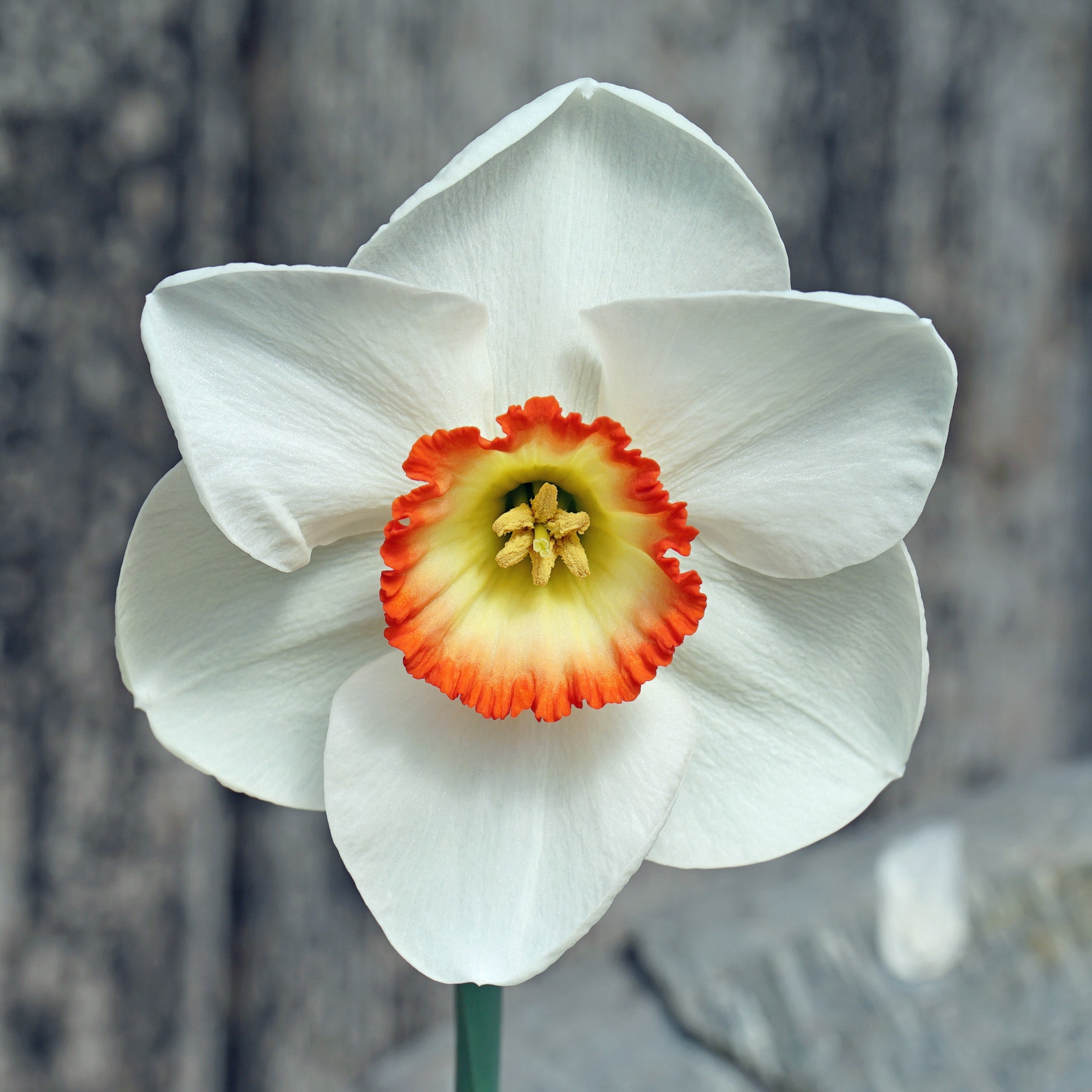 Camilla Clara Kate - Special Narcissus - Fluwel