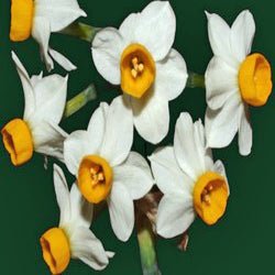 canaliculatis - wit-gele Tazetta narcis - Fluwel