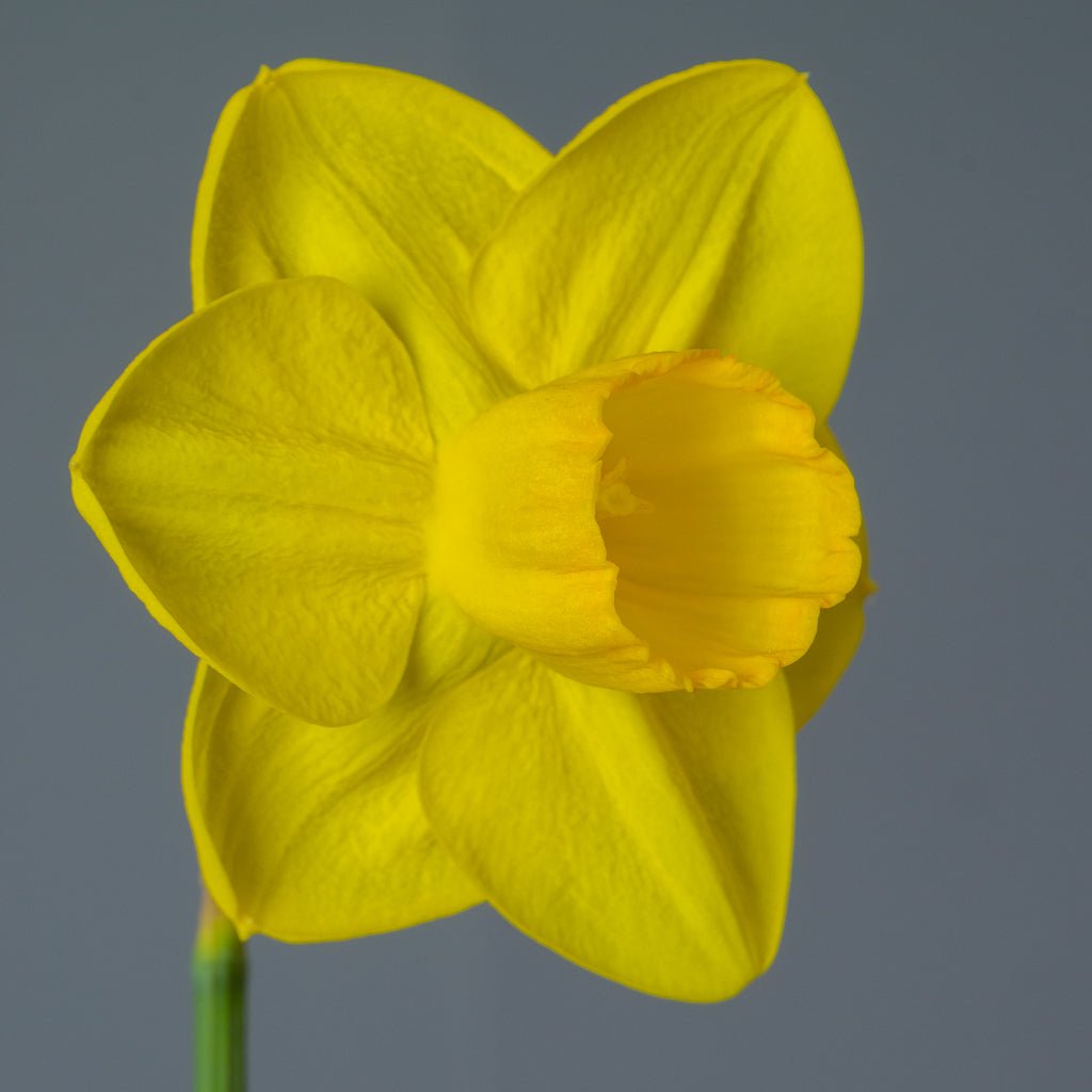 Canny Choice - Special Narcissus - Fluwel