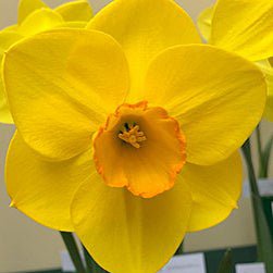 Canny Choice - Special Narcissus - Fluwel