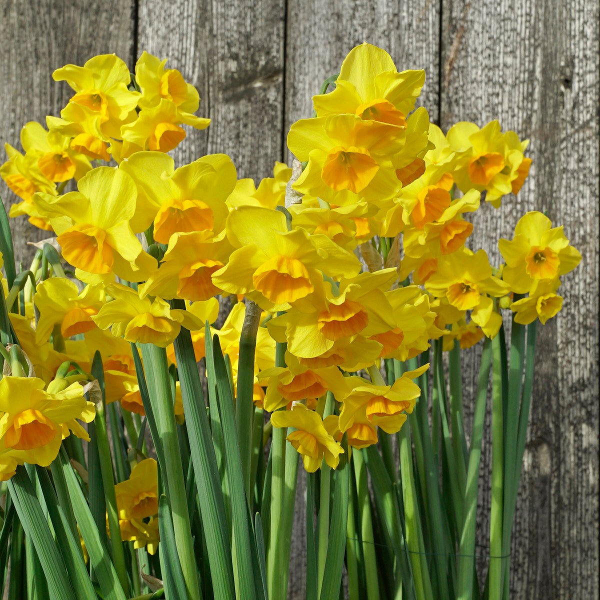 Canyon Wren - Special Narcissus - Fluwel
