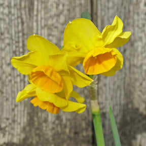 Canyon Wren - Special Narcissus - Fluwel