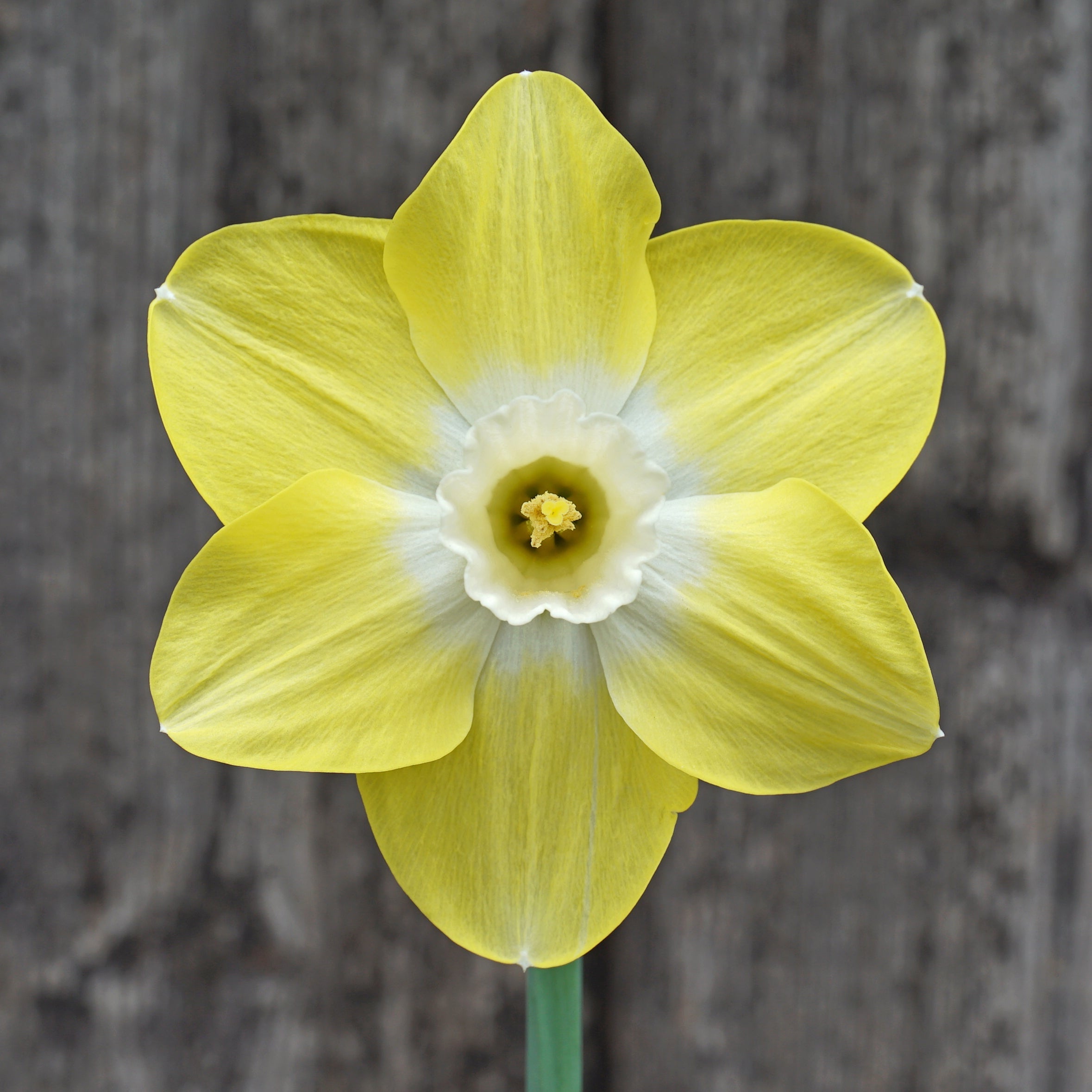 Caribbean Snow - Special Narcissus - Fluwel