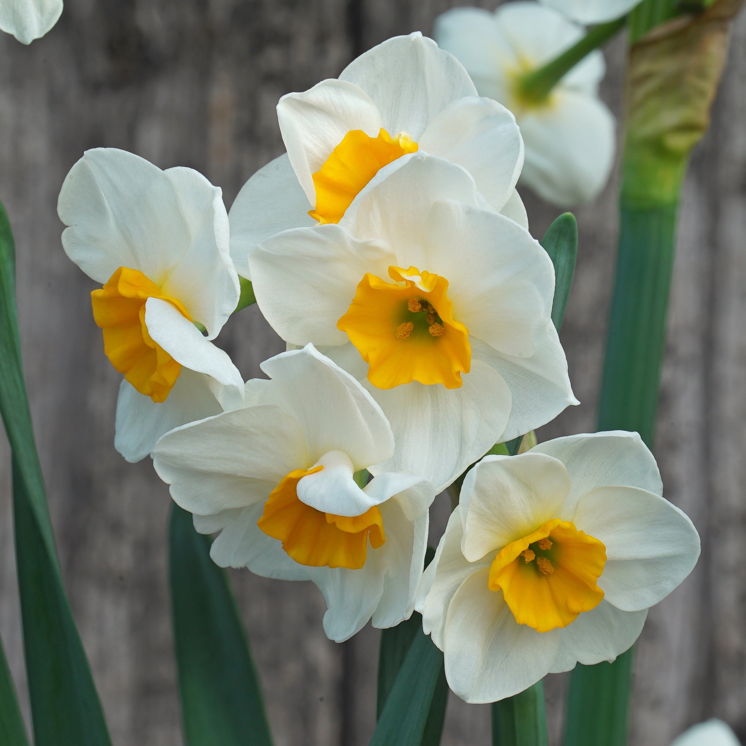 Carra's Favorite - Special Narcissus - Fluwel