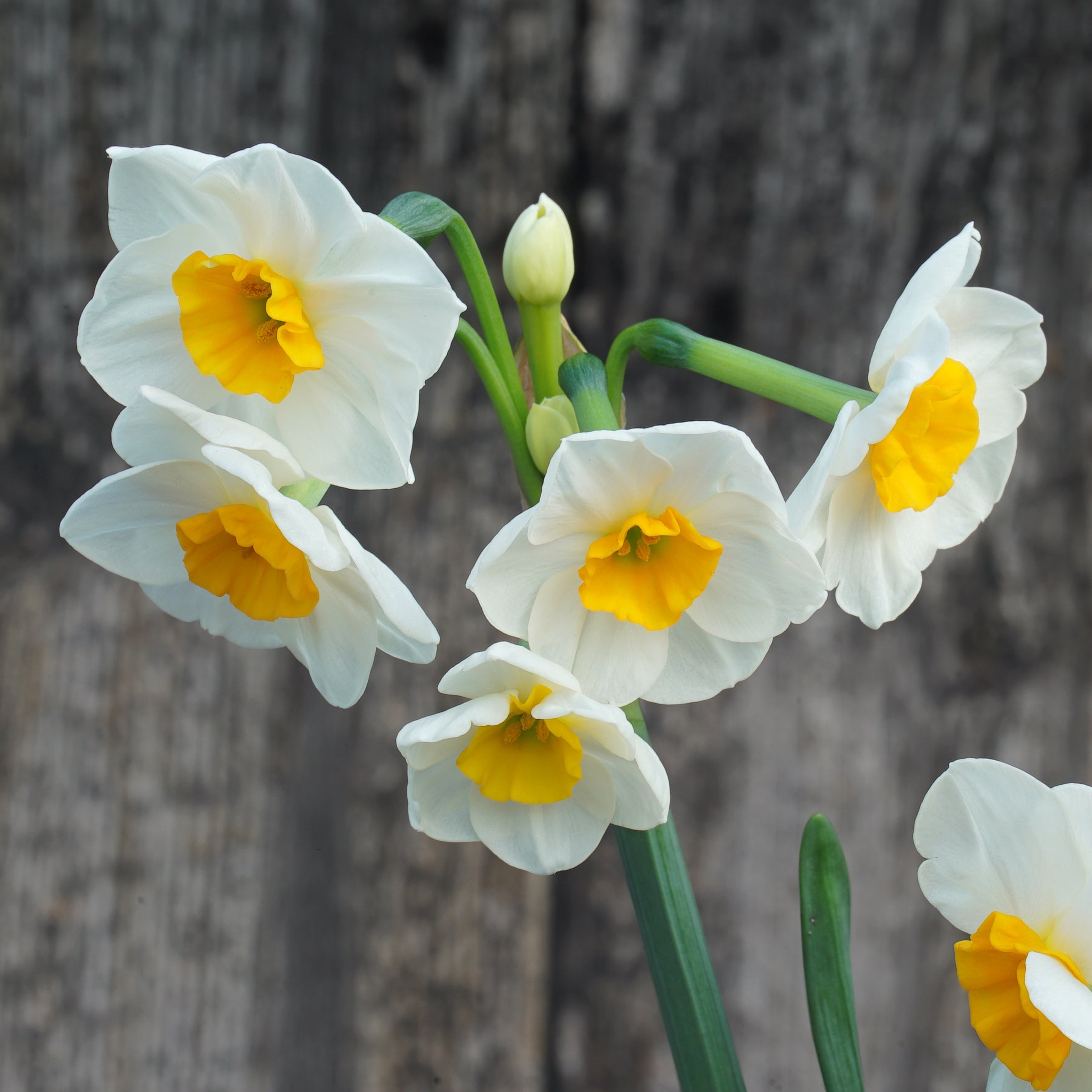 Carra's Favorite - Special Narcissus - Fluwel