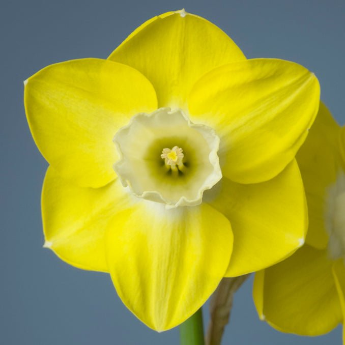 Castle Acre - Special Narcissus - Fluwel
