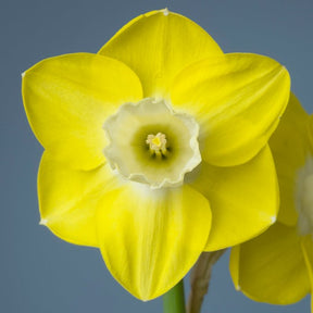 Castle Acre - Special Narcissus - Fluwel