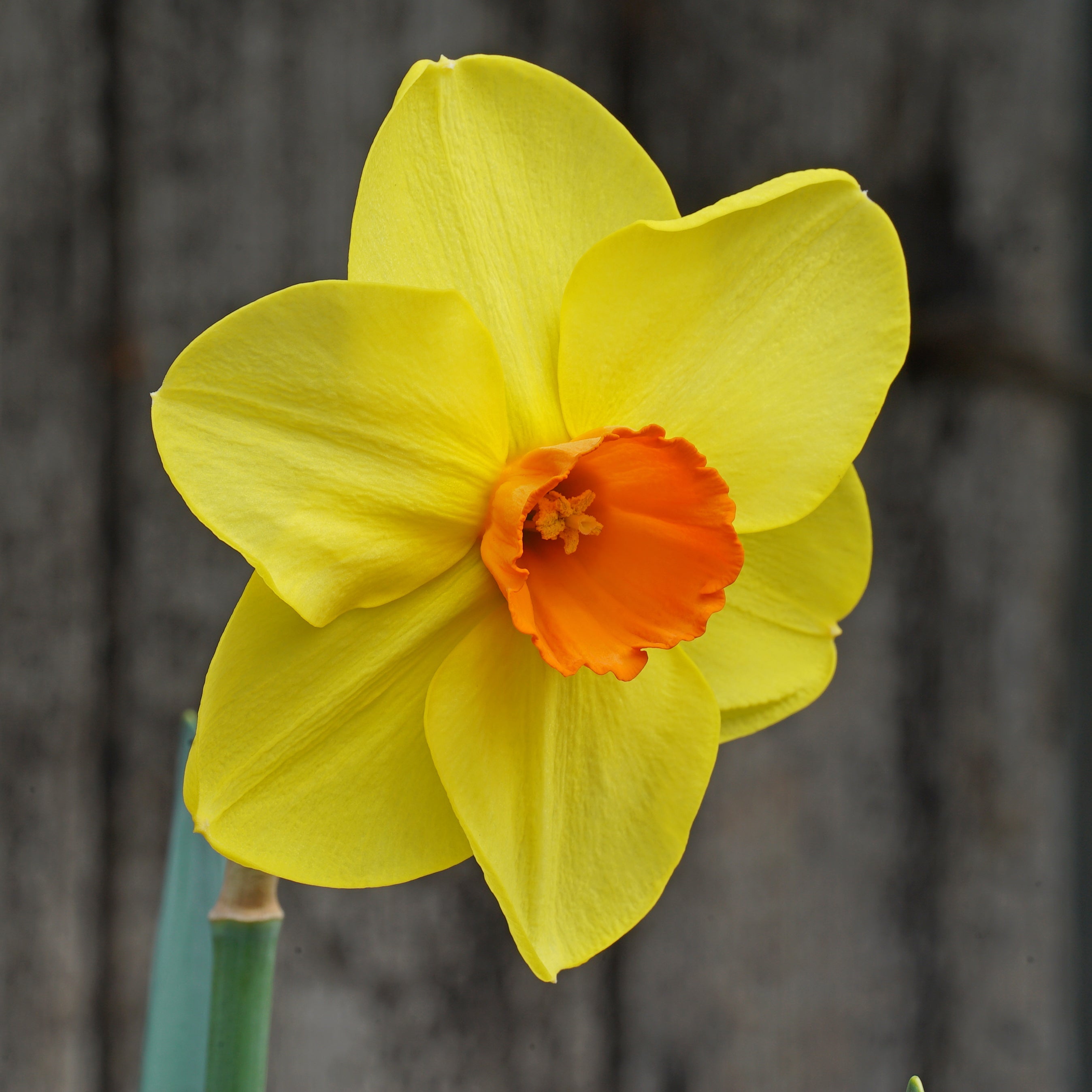 Causeway Sunset - Special Narcissus - Fluwel