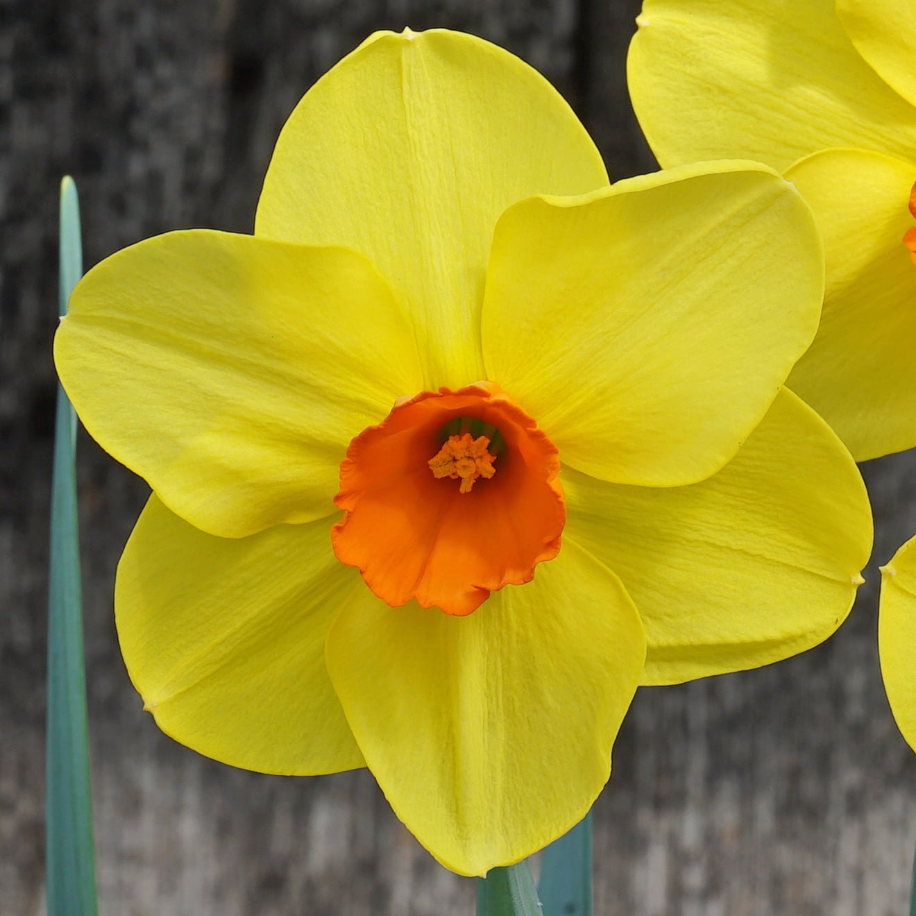 Causeway Sunset - Special Narcissus - Fluwel
