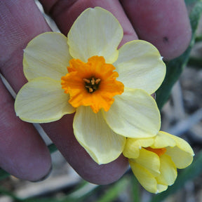 Chappie - Special Narcissus - Fluwel