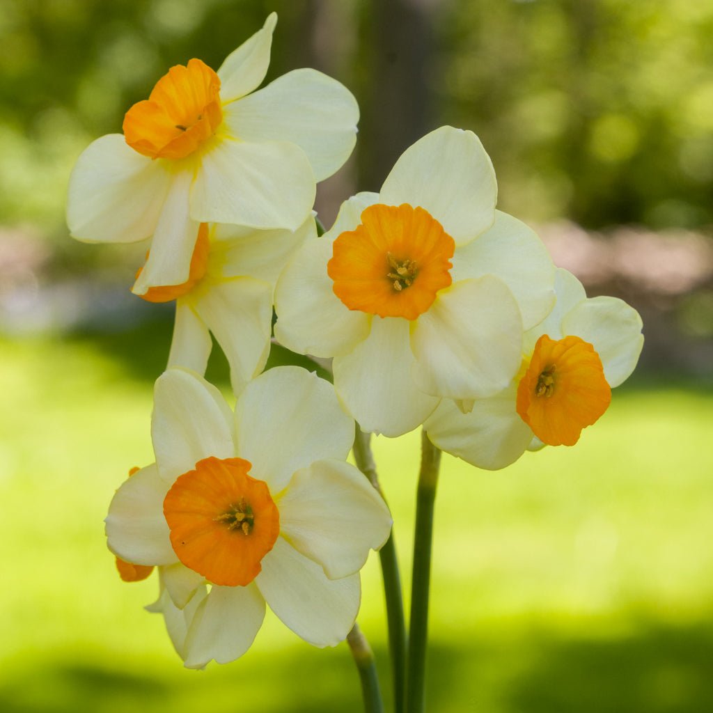 Chappie - geel-oranje Jonquilla narcis - Fluwel