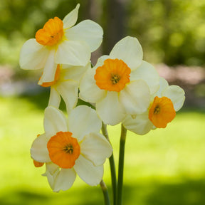 Chappie - Special Narcissus - Fluwel
