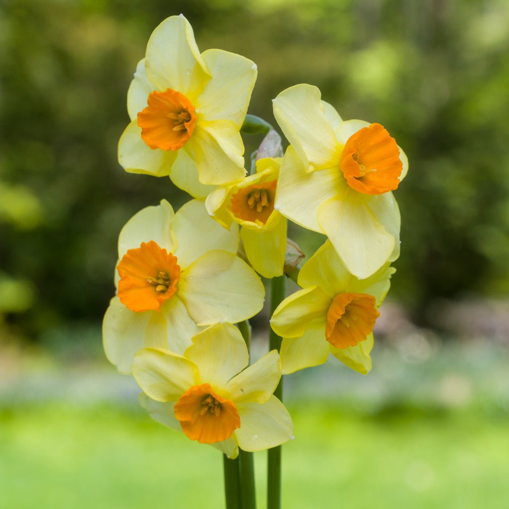 Chappie - geel-oranje Jonquilla narcis - Fluwel