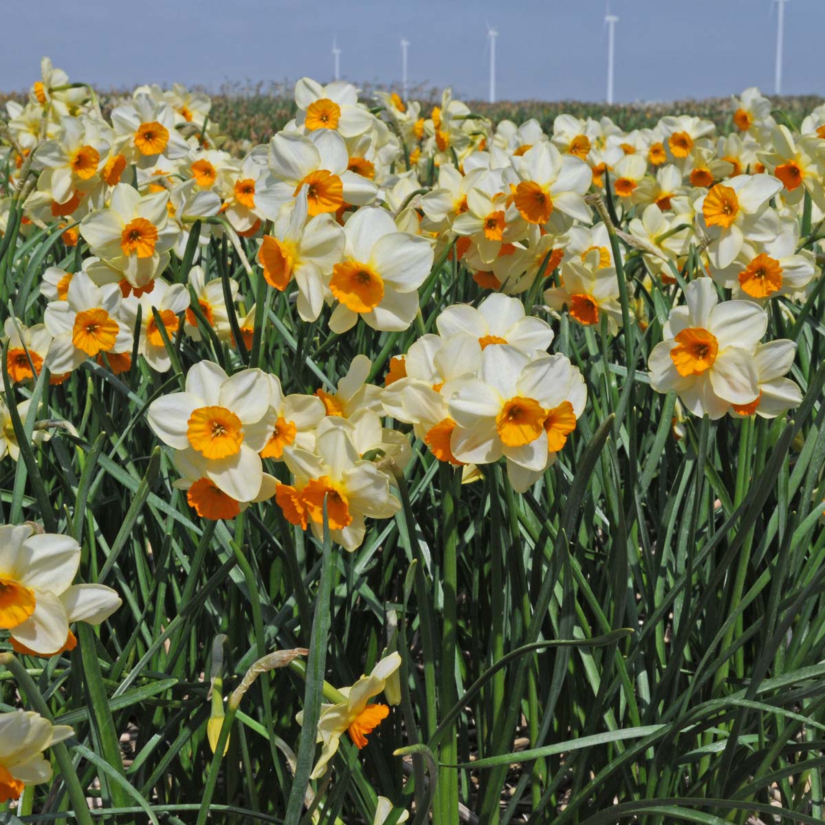 Chappie - Special Narcissus - Fluwel