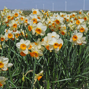 Chappie - Special Narcissus - Fluwel