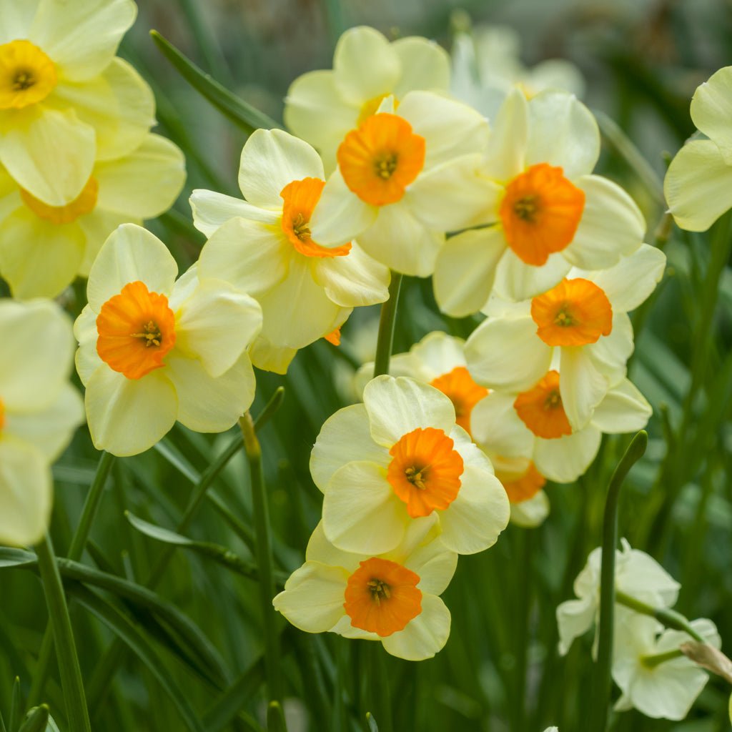 Chappie - geel-oranje Jonquilla narcis - Fluwel