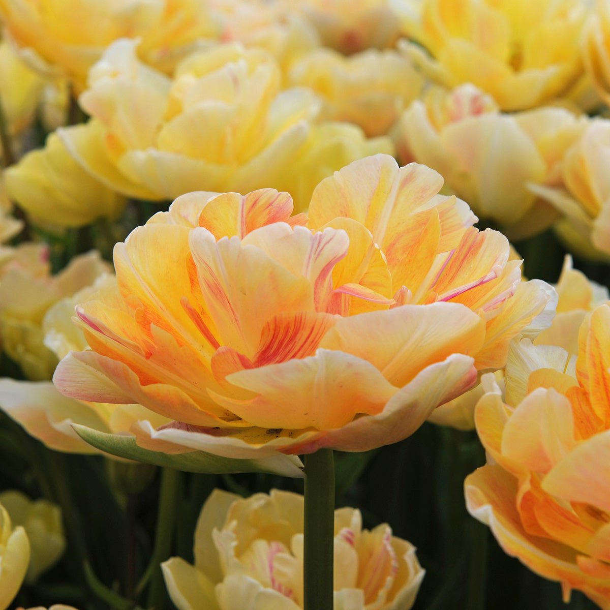 Charming Lady - Tulips - Fluwel