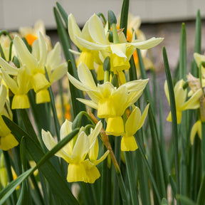 Chipper - Special Narcissus - Fluwel