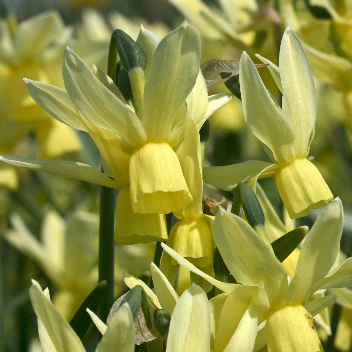 Chipper - Special Narcissus - Fluwel
