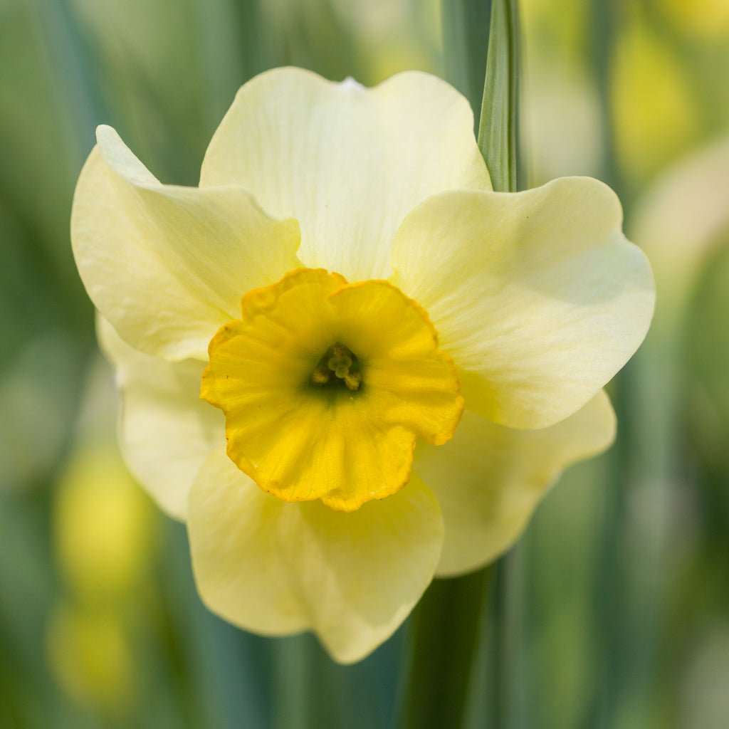 Clare - gele narcis - Fluwel