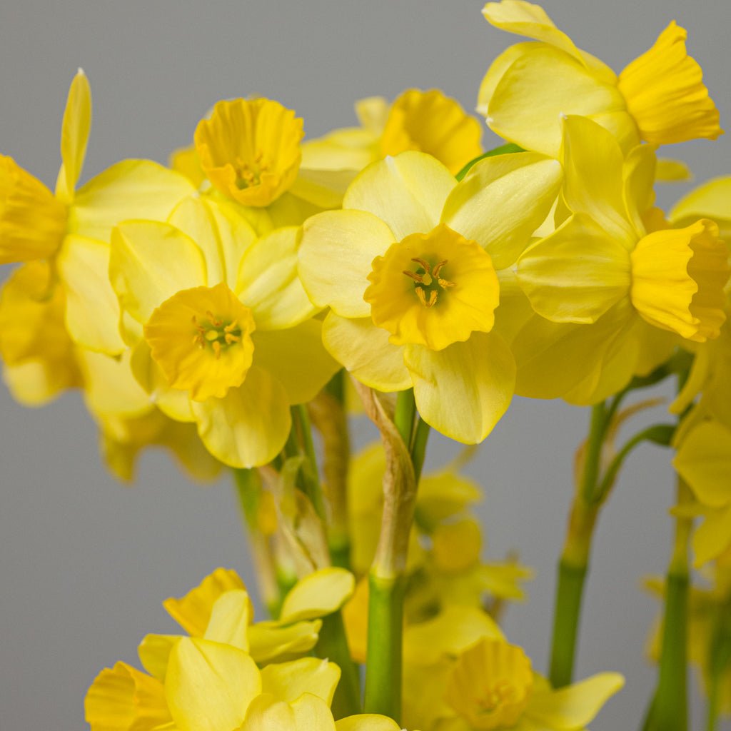 Cornish Chuckles - gele narcis - Fluwel
