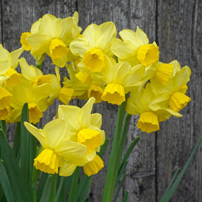 Cornish Chuckles - Narcissus - Fluwel
