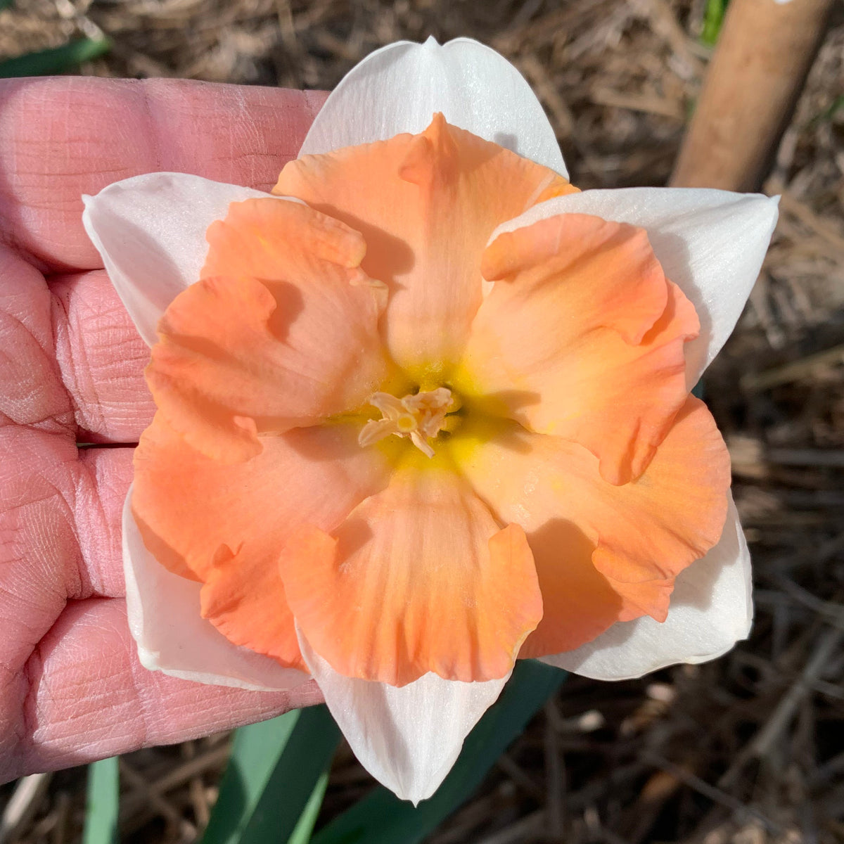 Cosine - Split-cupped narcis - Fluwel