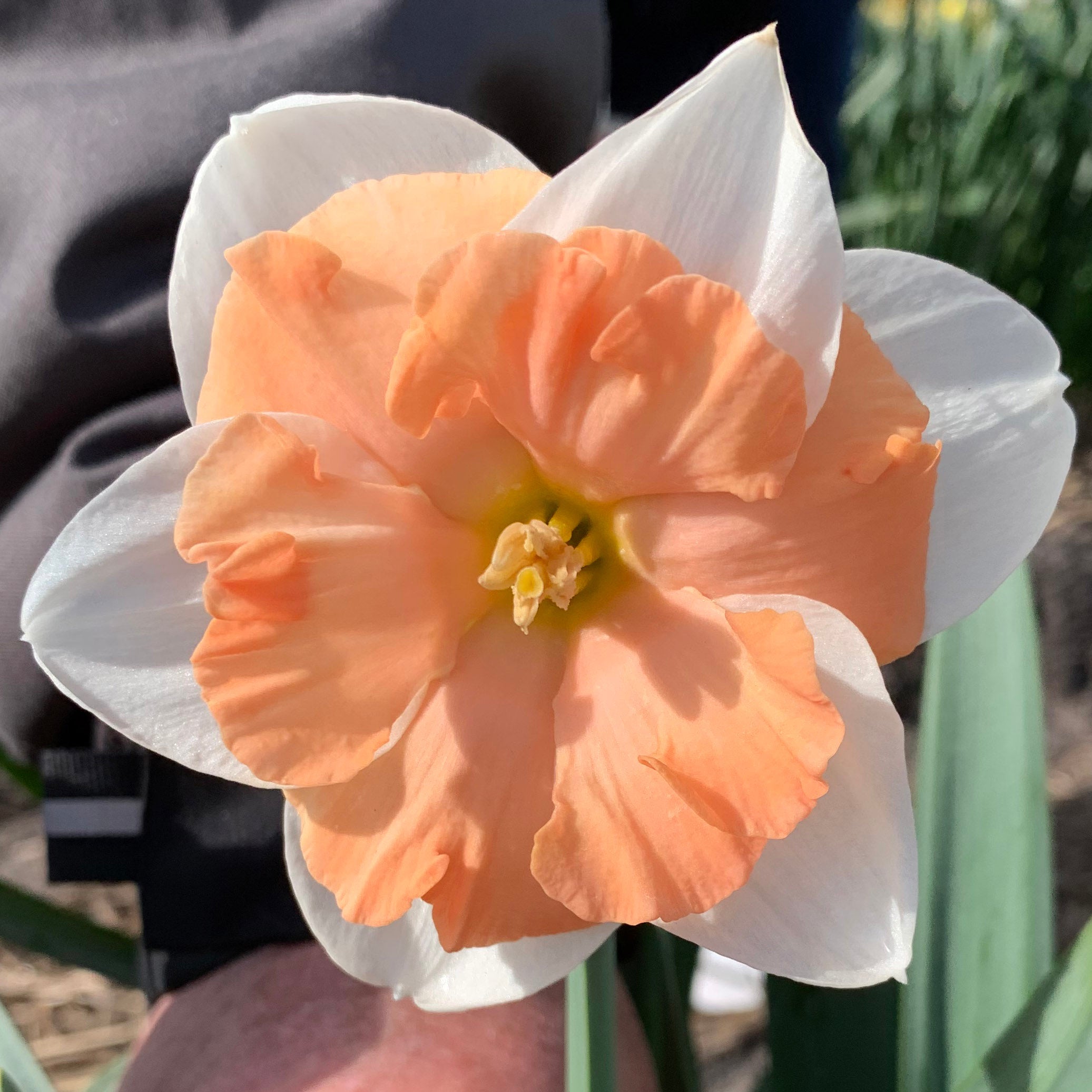 Cosine - Special Narcissus - Fluwel