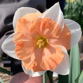 Cosine - Special Narcissus - Fluwel