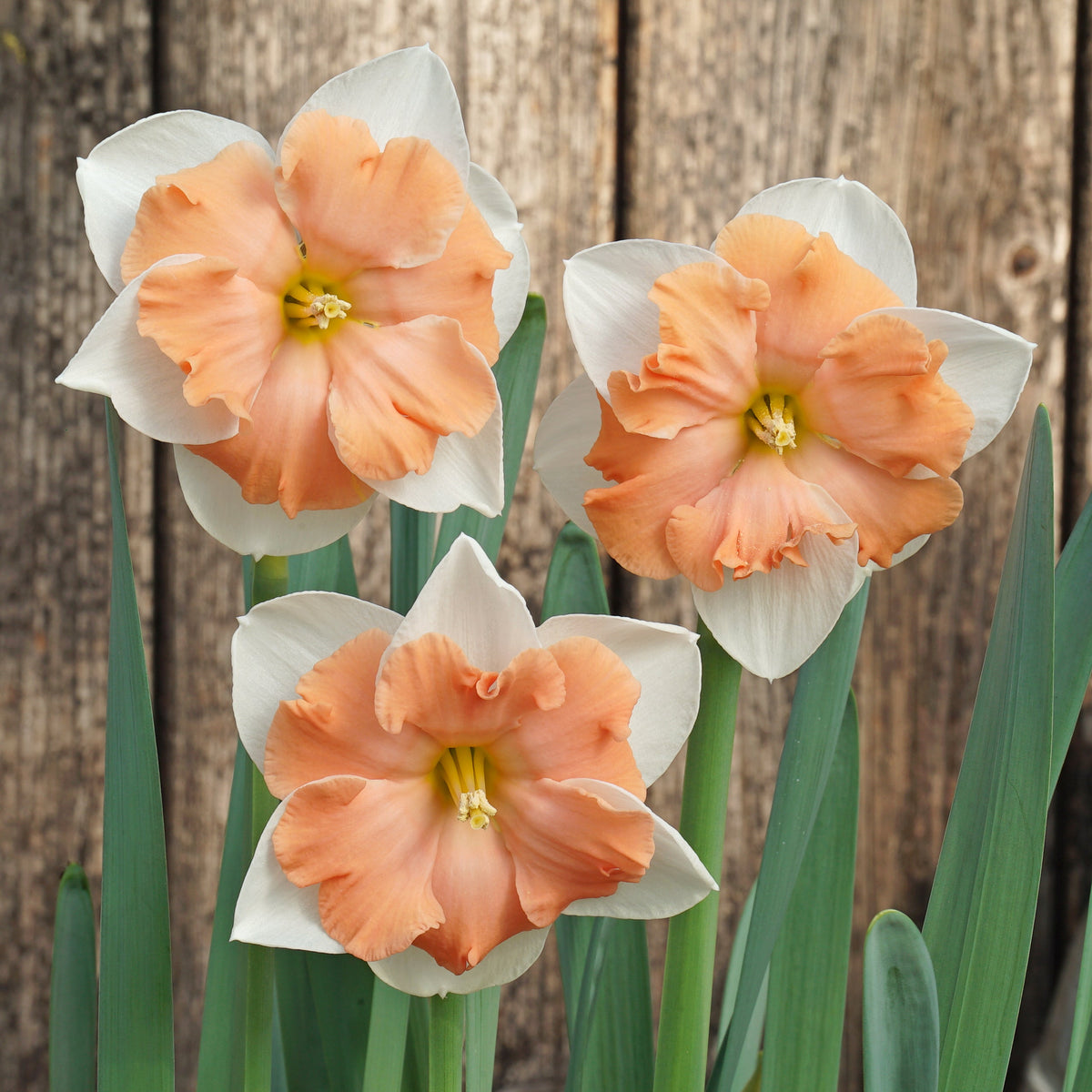 Cosine - Split-cupped narcis - Fluwel