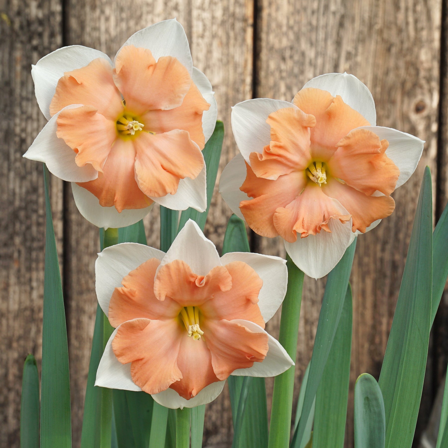Cosine - Special Narcissus - Fluwel