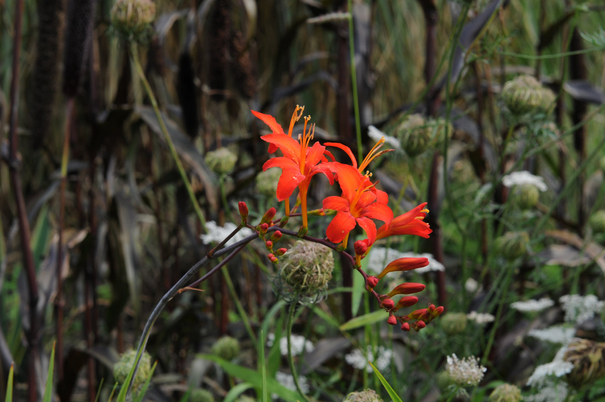 Crocosmia Lucifer - rode crocosmia - Fluwel