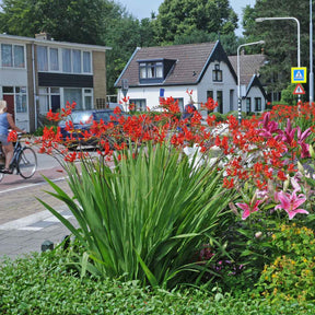 Crocosmia Lucifer - Summer special bulbs - Fluwel