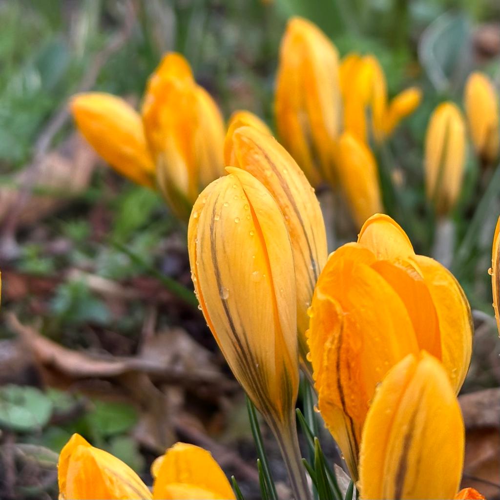 Crocus flavus Golden Yellow - Crocuses - Fluwel