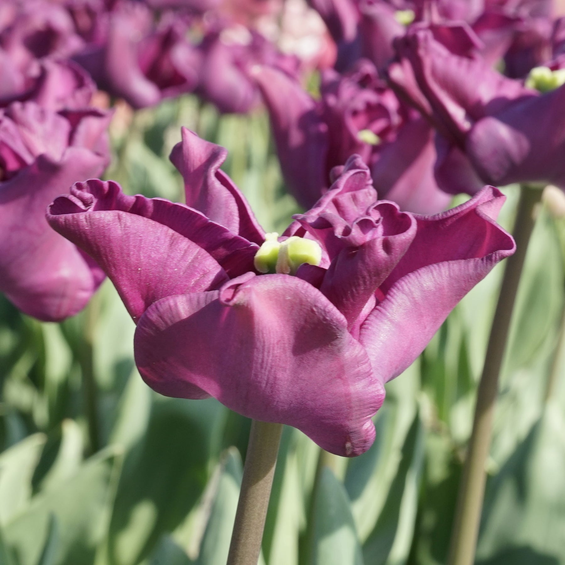 Crown of Negrita - Tulips - Fluwel