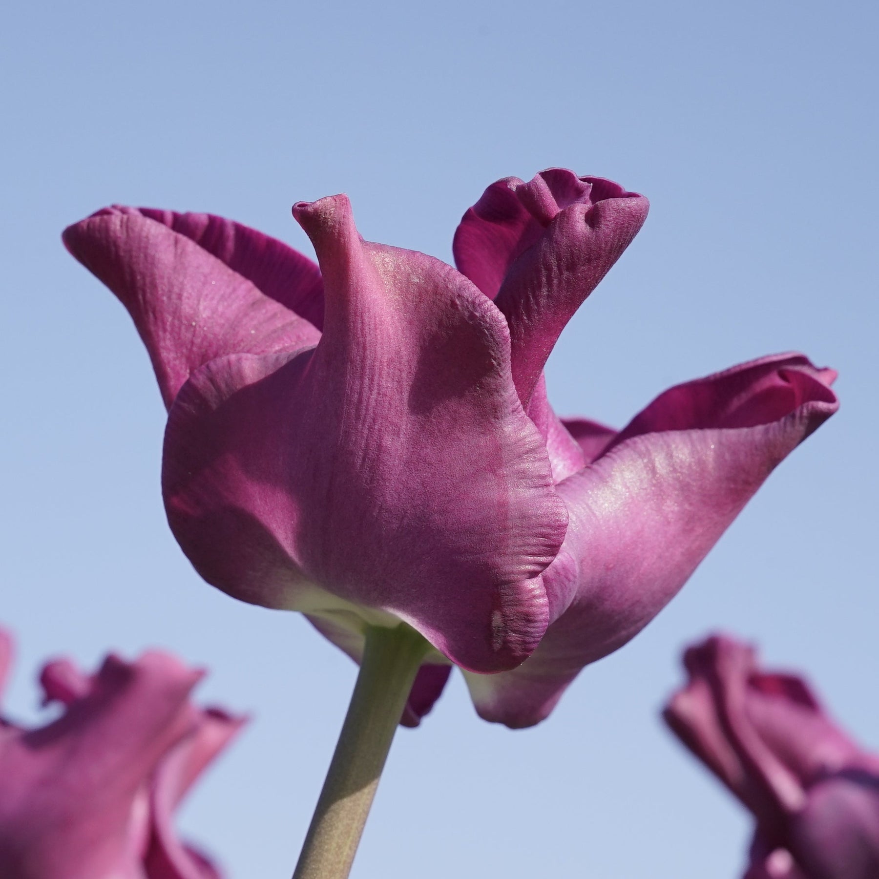 Crown of Negrita - Tulips - Fluwel