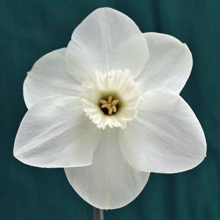 Crystal Choice - Special Narcissus - Fluwel